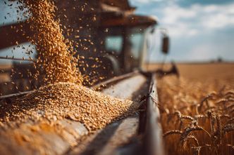 Kryzys na rynku zboża. Rolnicy apelują o skup interwencyjny