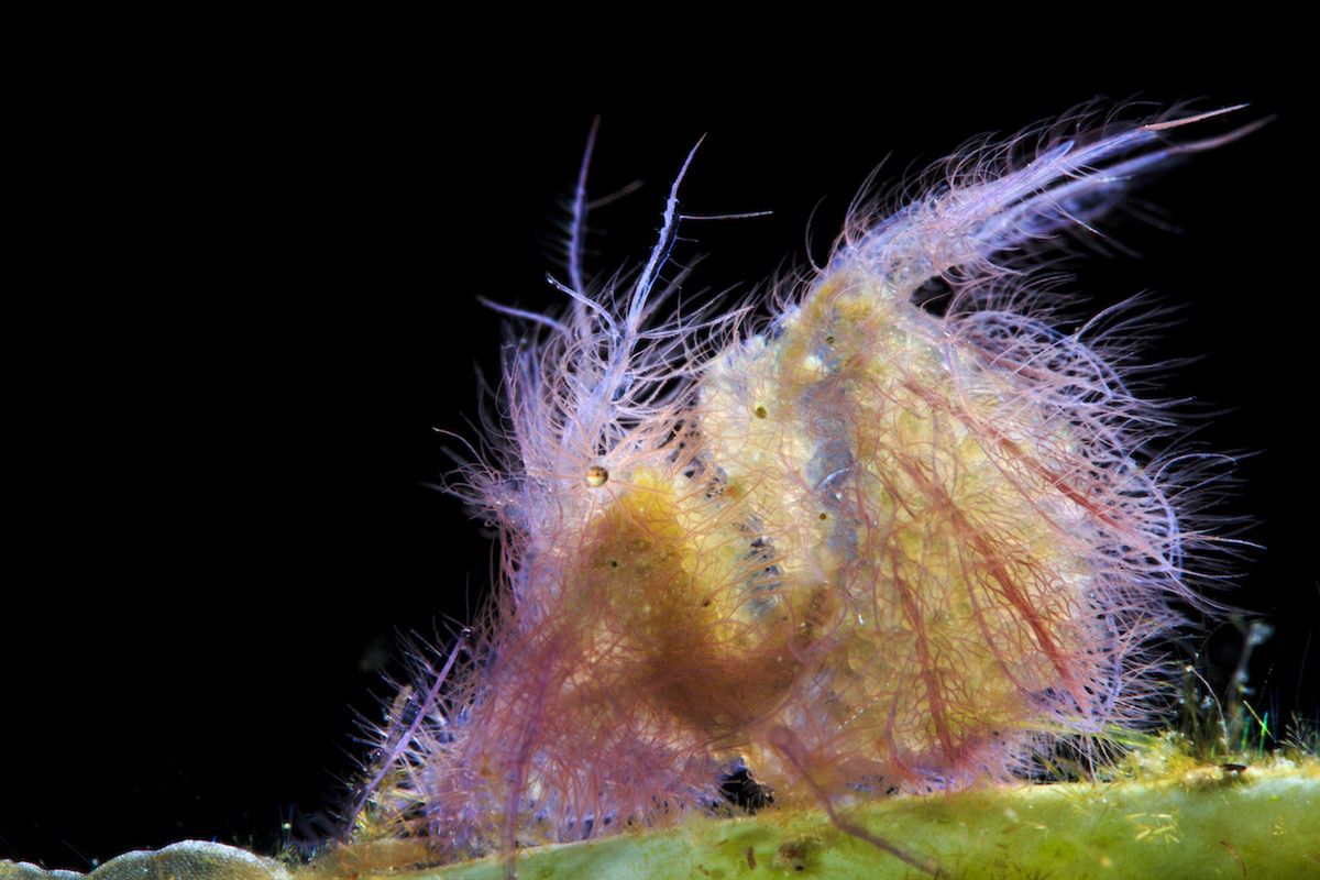Piękne stworzenia z morskich głębin w konkursie Ocean Art Underwater 7