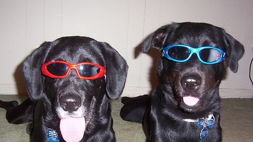 To pewne: psy są głupsze od kotów (iPad) [wideo] 1