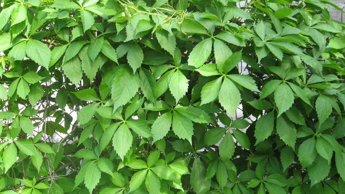 Zielone Ogrodzenie. Grupa Azoty tworzy ekologiczny płot 1