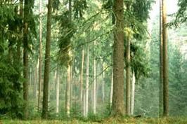 10 przykazań: jak być bardziej „zielonym” 1