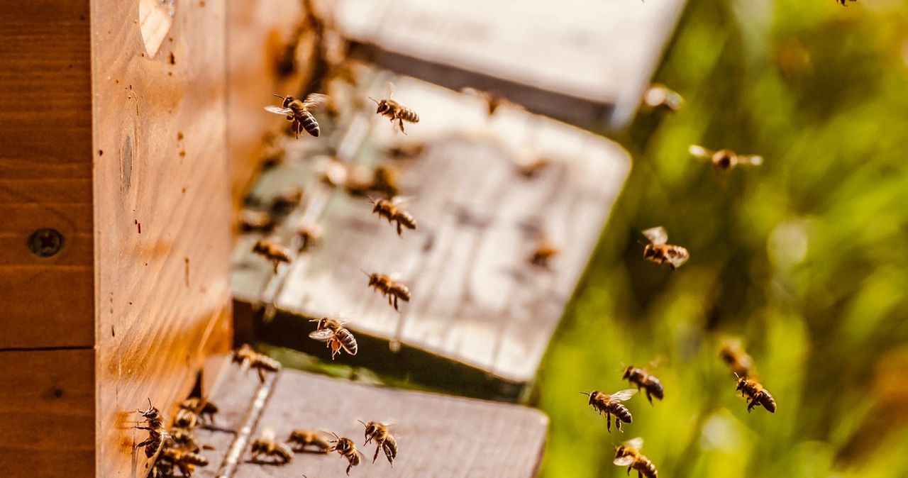 Polscy uczniowie stworzą darmową aplikację dla pszczelarzy (fot. Pixabay)