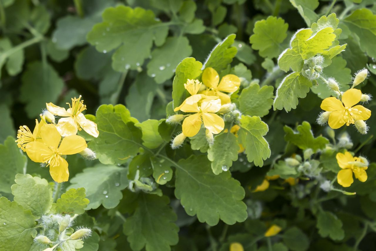 Greater celandine