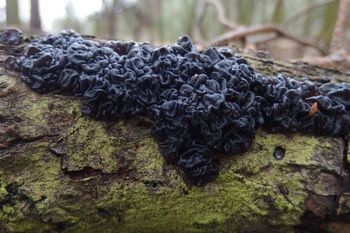 Pokazali zdjęcia z lasu. "Wygląda, jak fragmenty czarnego mózgu"