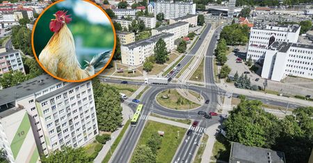 Kogut budził osiedle. Po kilku dniach przyjechały służby