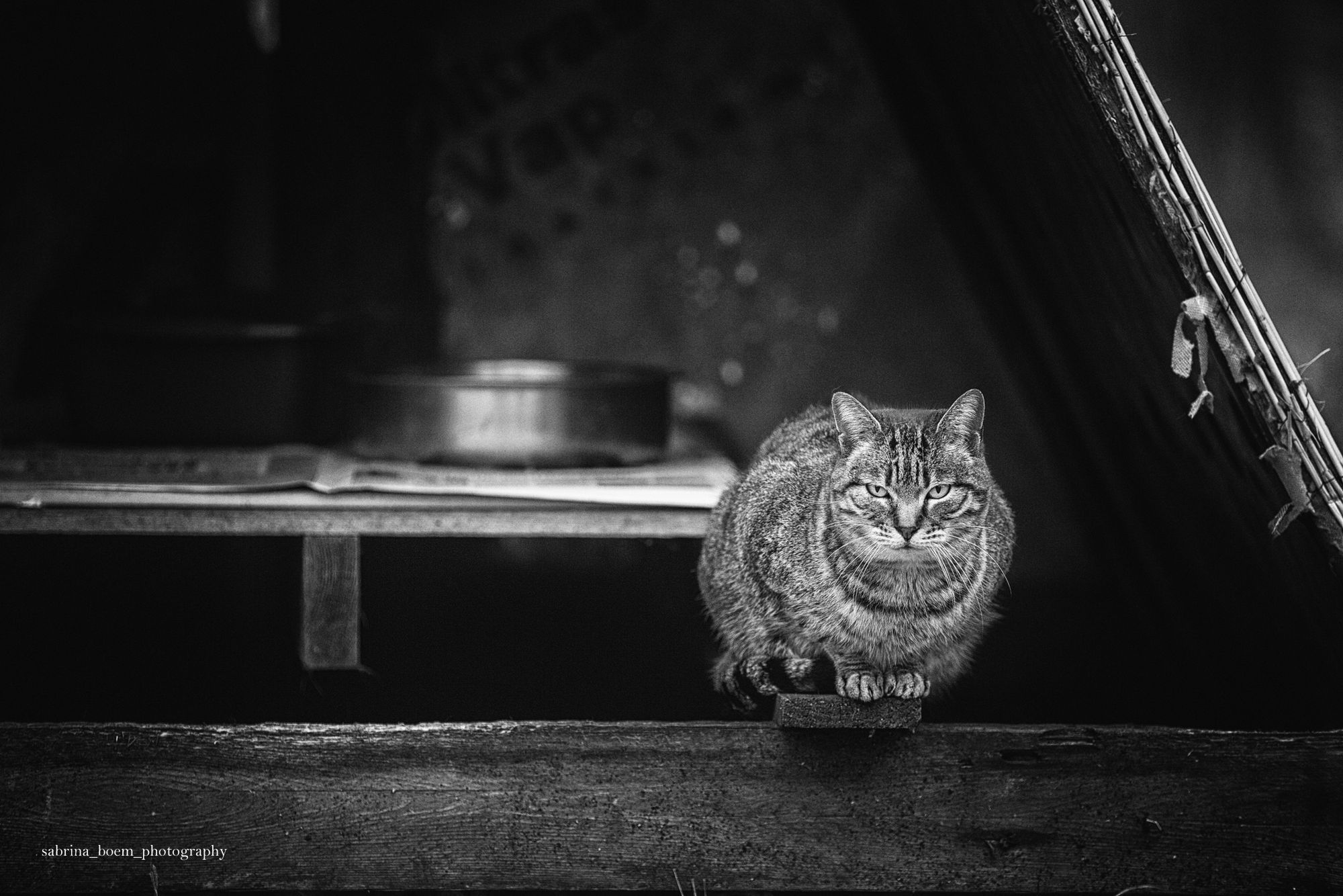 Sabrina Boem oddaje cześć bezdomnym i opuszczonym kotom w swoim projekcie fotograficznym 3