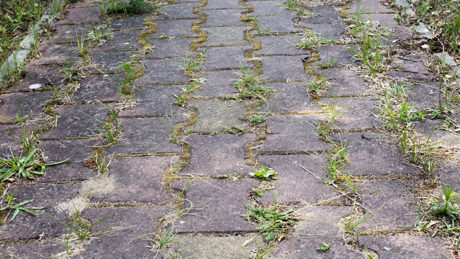 Jak pozbyć się mchu z kostki?