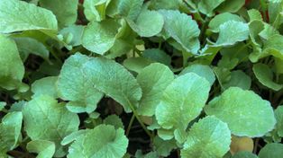 Lądują w koszu, a to bomba witamin. Polacy nie doceniają