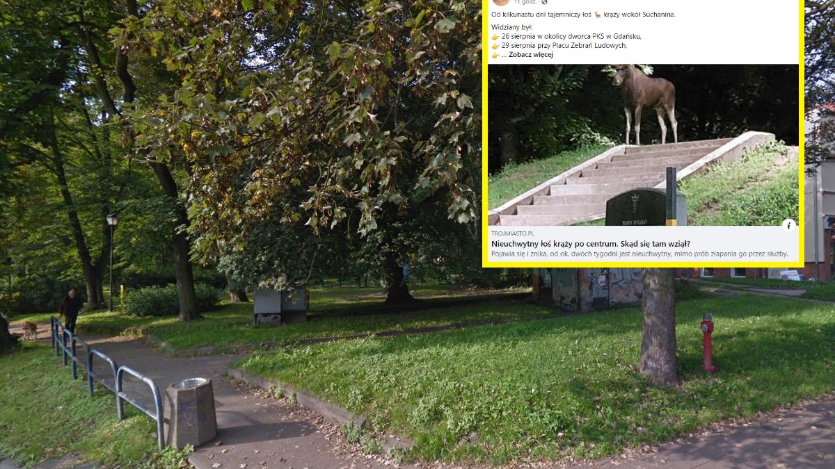Ostatni raz łoś widziany był w parku przy ul. Bema 