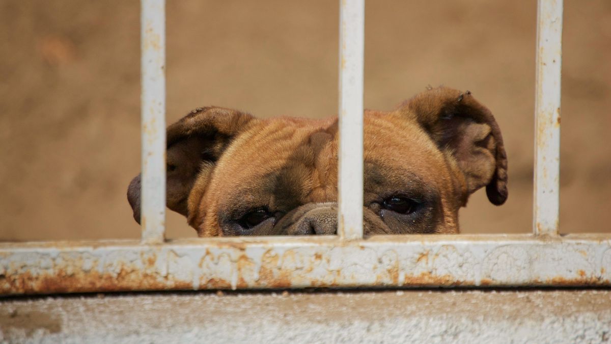 Pies towarzyszył pani Sabinie przez 7 lat odsiadki