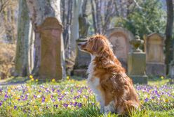 Pies zamieszkał na cmentarzu. Od dwóch lat opłakuje właściciela