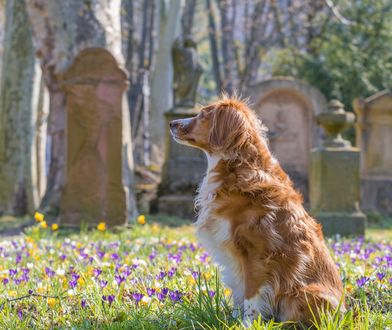 Pies zamieszkał na cmentarzu. Od dwóch lat opłakuje właściciela