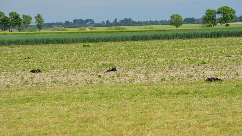 Wielowieś. Ptaki pod ochroną znalezione martwe. Najprawdopodobniej ktoś je otruł