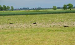 Wielowieś. Ptaki pod ochroną znalezione martwe. Najprawdopodobniej ktoś je otruł