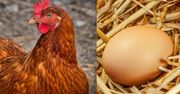 Co było pierwsze: jajko czy kura? Naukowcy rozstrzygnęli odwieczną zagadkę