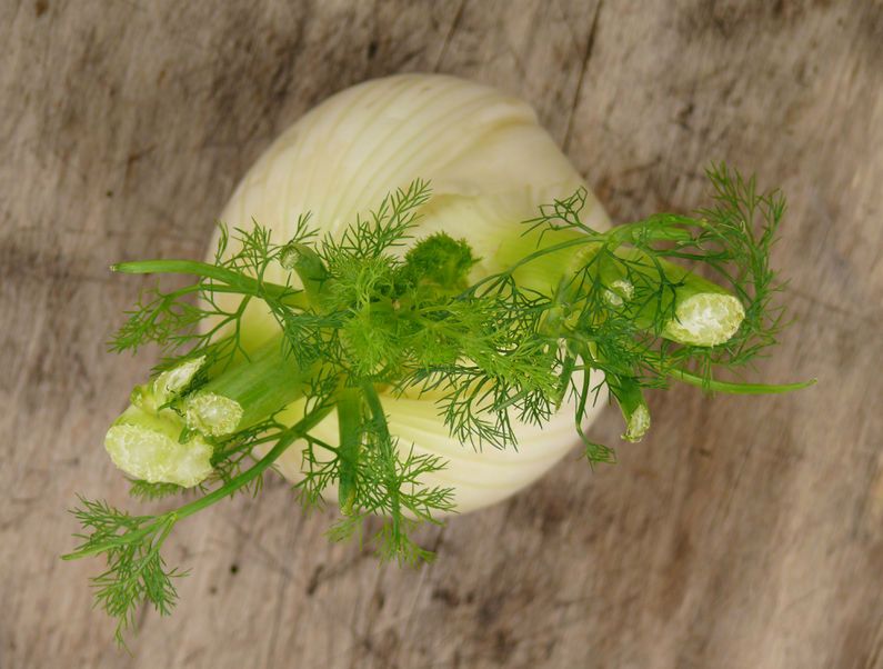 Olejek z kopru włoskiego - właściwości antynowotworowe, zastosowanie