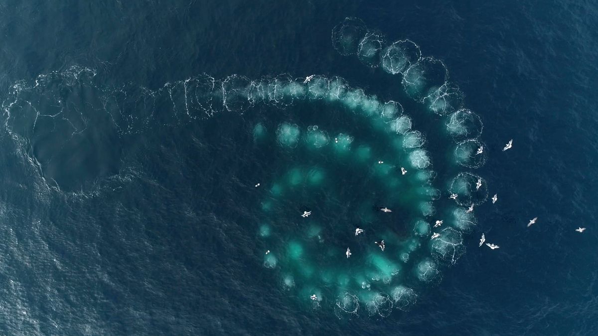Niesamowite kształty na tafli wody. Wiemy, co i dlaczego je wytwarza 1