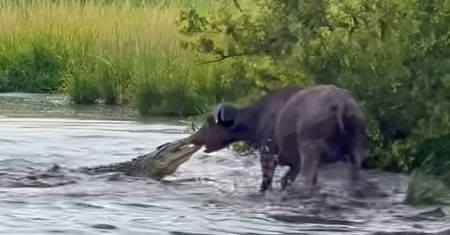 Krokodyl kontra bawół. Takiego finału nikt się nie spodziewał