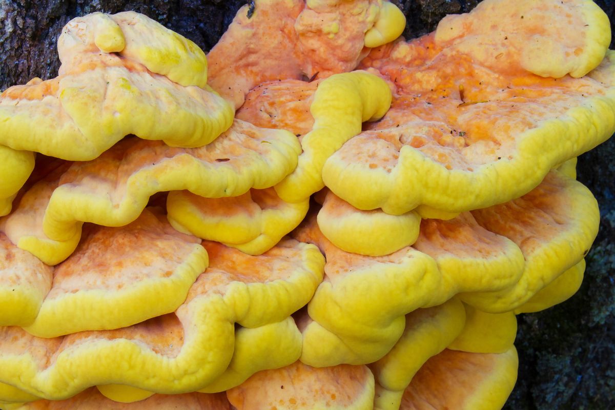 Wielu na widok tego grzyba aż zaciera ręce. Smakuje jak kurczak, ale źle przygotowany może zaszkodzić