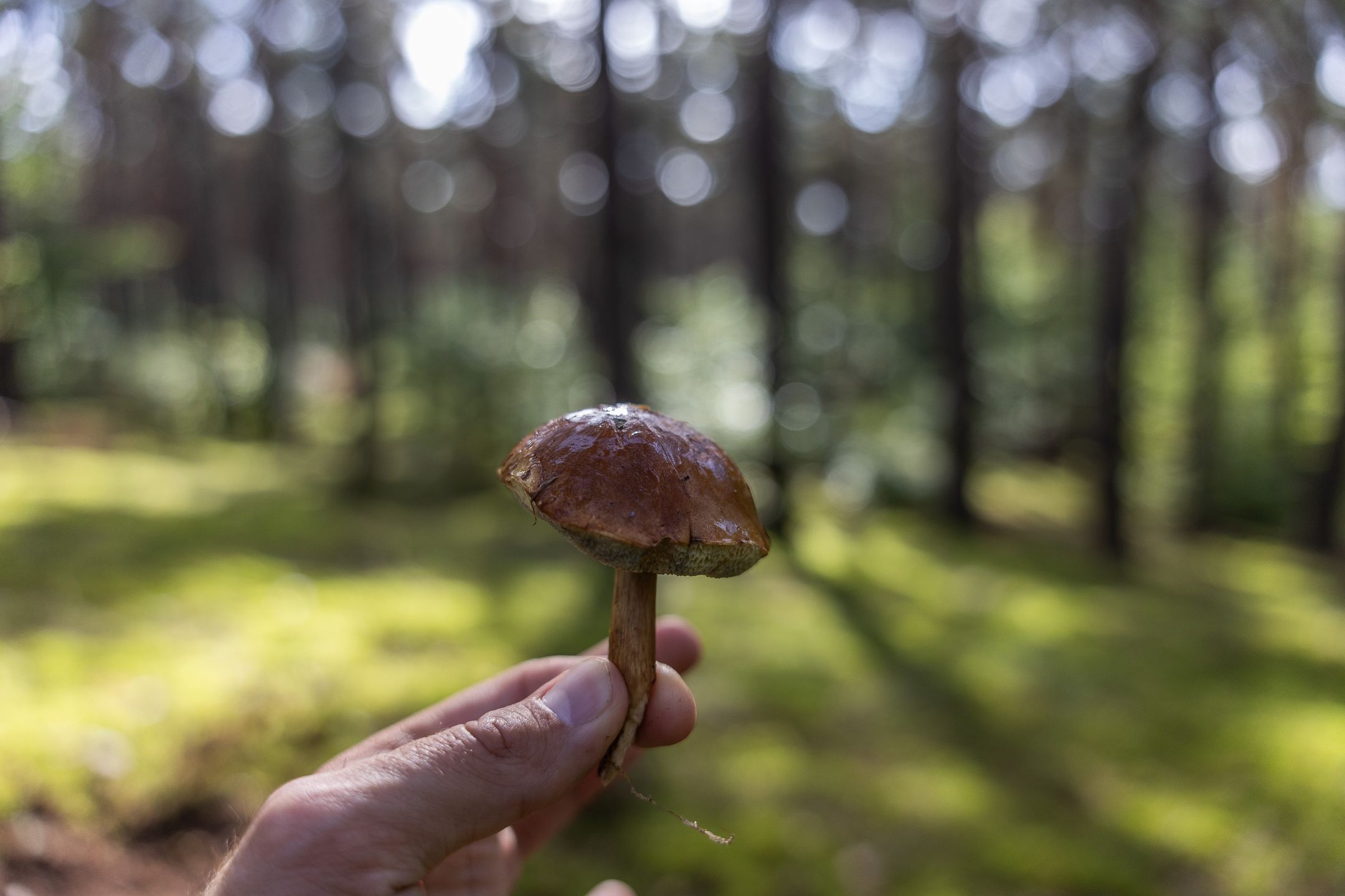 Wojna sołectw na grzyby 