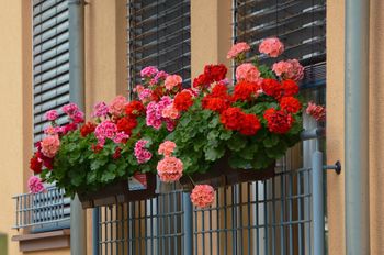Wlej do doniczki z pelargoniami. Kwiaty zakwitną jak nigdy wcześniej
