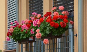 Wlej do doniczki z pelargoniami. Kwiaty zakwitną jak nigdy wcześniej