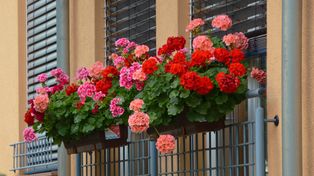 Wlej do doniczki z pelargoniami. Kwiaty zakwitną jak nigdy wcześniej