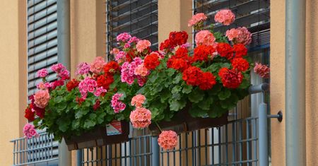 Wlej do doniczki z pelargoniami. Kwiaty zakwitną jak nigdy wcześniej