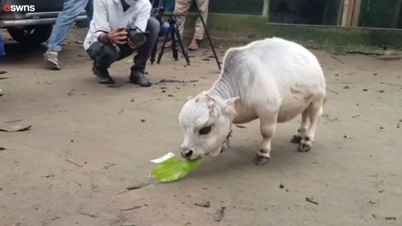 Krowa, jakiej świat jeszcze nie widział - Rami - krowa, która może zostać uznana za najmniejszą na świecie 