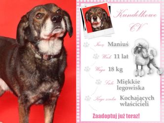 Kundelek Tygodnia: Poznajcie Maniusia, psiego celebrytę z prawdziwego zdarzenia