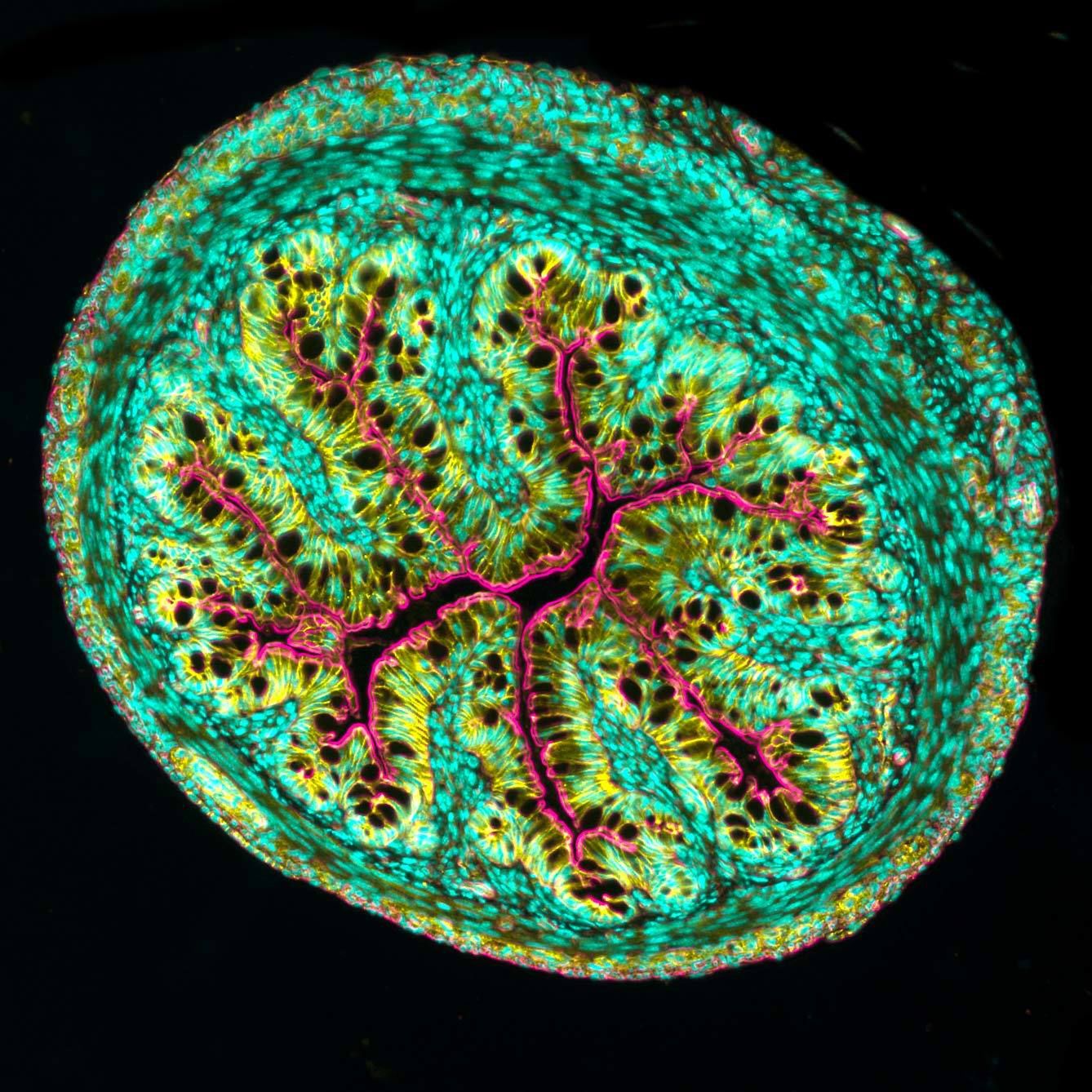 Małe jest piękne. Oto zwycięskie zdjęcia konkursu Nikon Small World 2021 8