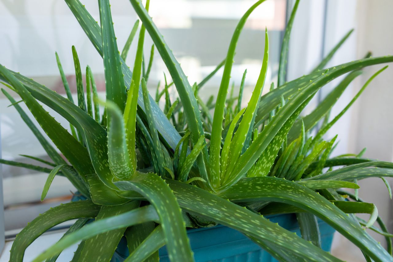 Aloe in a pot