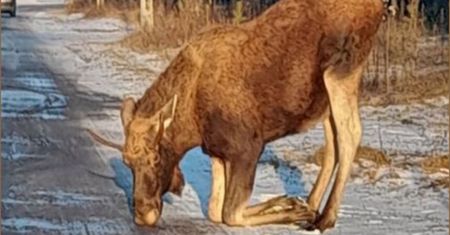 Pojawiają się na polskich drogach. Mogą stwarzać śmiertelne zagrożenie