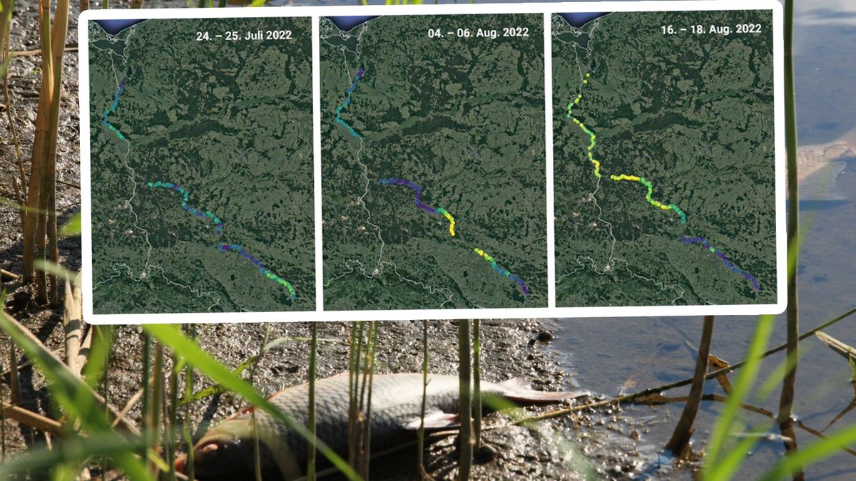 Przenalizowano zdjęcia satelitarne. Potwierdzono zakwit glonów