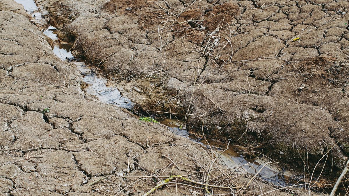 Susza ma wiele przyczyn. Wśród nich są serwerownie 