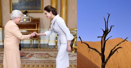 Angelina Jolie będzie SADZIĆ DRZEWA z Elżbietą II! "To jest coś, czego uczę moje dzieci"