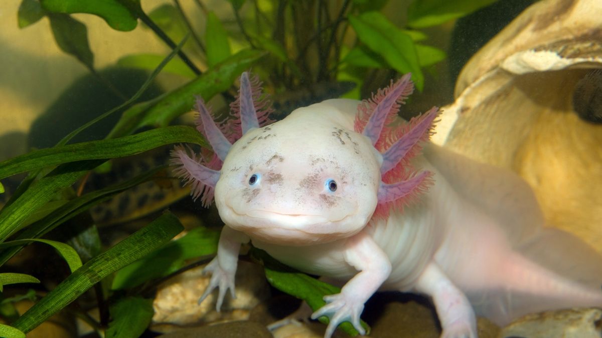 Underwater Axolotl portrait close up in an aquarium. Mexican walking fish. Ambystoma mexicanum.axolotl, aquarium, mexican, salamander, white, amphibian, nature, animal, gills, water, aquatic, closeup, ambystoma, head, fish, albino, life, underwater, pets, embryo, mexicanum, natural, wildlife, funny