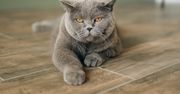 Jak przeprasza kot? Na pewno znasz ten gest
