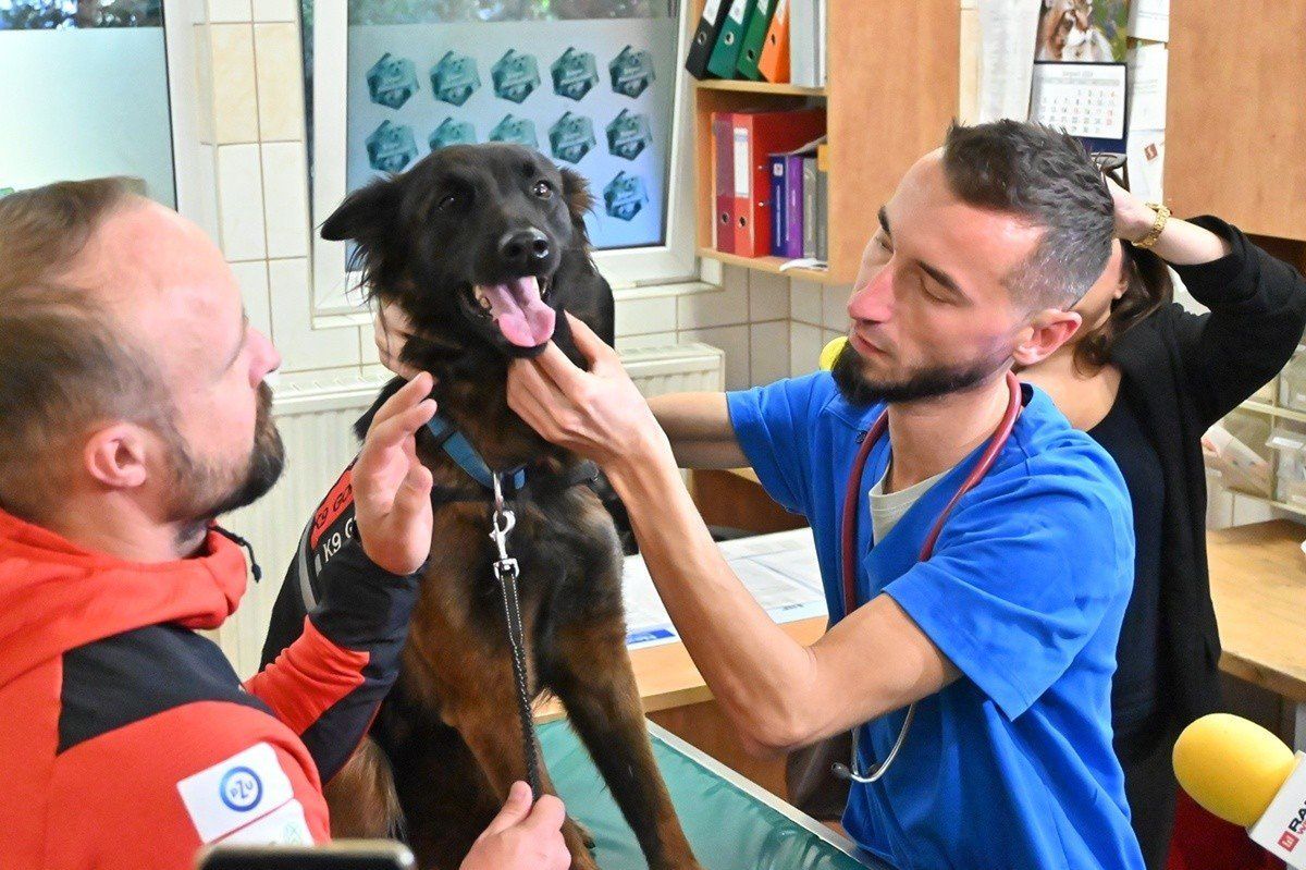 Łódź: Nocna i świąteczna opieka weterynaryjna. Lista miejsc