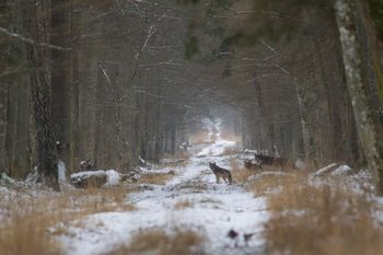 Nadleśnictwo apeluje. "W rejonie zostaną rozwieszone fotopułapki"