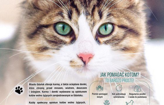 Olmeka realizuje kampanię Gdańska dotyczącą kotów