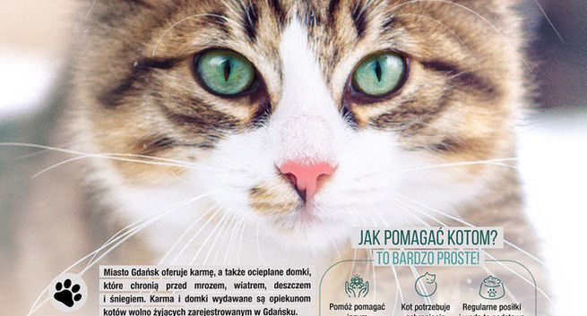 Olmeka realizuje kampanię Gdańska dotyczącą kotów