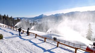 Zakopane: 185 drzew zostanie przebadanych. Ile będzie trzeba wyciąć?