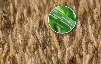 Wirus niebezpieczny dla upraw już w Polsce. Roznosi go wiatr