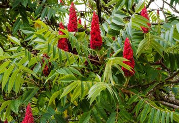 Nieświadomie siejesz zagrożenie. Te rośliny opanowują Polskę