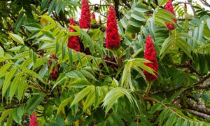 Nieświadomie siejesz zagrożenie. Te rośliny opanowują Polskę
