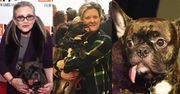 Pies Carrie Fisher ma już nową właścicielkę!