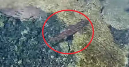 Turyści uciekali w popłochu przed rekinem. Na wideo widać go wyraźnie