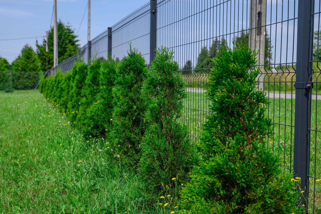 W jakiej odległości od płotu można sadzić tuje? O tym musisz pamiętać