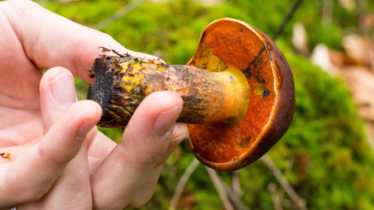 Borowik ceglastopory pojawił się w lasach